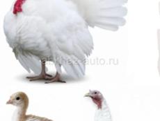 Индюшата белая широкогрудая северо-кавказская бронзовая