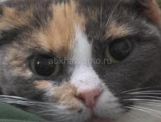 Кошка в дар