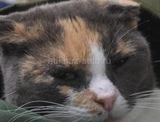 Кошка в дар