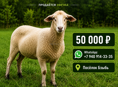 СРОЧНО ПРОДАЁТСЯ ОВЕЧКА 🐑