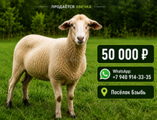 СРОЧНО ПРОДАЁТСЯ ОВЕЧКА 🐑