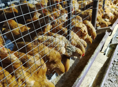 Продаются куры утки домашние