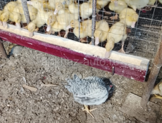 Продаются куры утки домашние