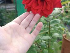 Садовая красная роза 🌹