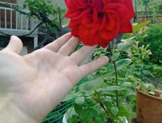Садовая красная роза 🌹