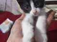 Котята в дар