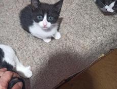 Котята в дар