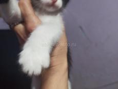 Котята в дар