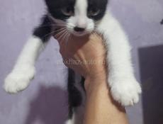 Котята в дар