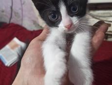 Котята в дар