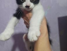 Котята в дар