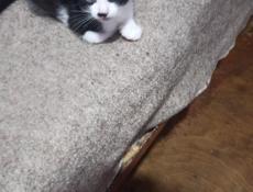 Котята в дар