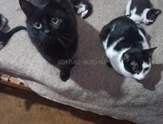 Котята в дар