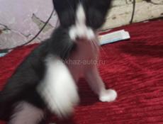 Котята в дар