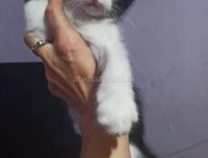Котята в дар