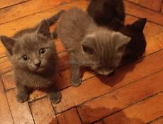 Очень красивые котята