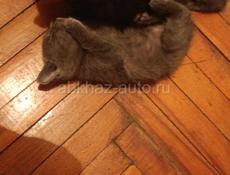 Очень красивые котята