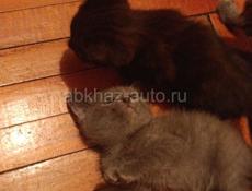 Очень красивые котята
