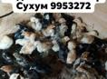Продаю цыплята местной породы 