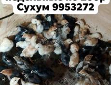 Продаю цыплята местной породы 
