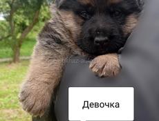 Немецкая овчарка