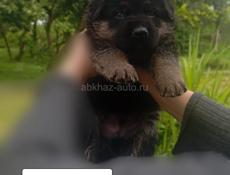 Немецкая овчарка
