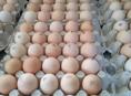 продаю домашние свежие яйца инкубационные породы кур плимутрок