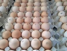 продаю домашние свежие яйца инкубационные породы кур плимутрок