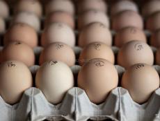 продаю домашние свежие яйца инкубационные породы кур плимутрок