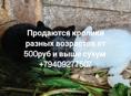 Кролики 