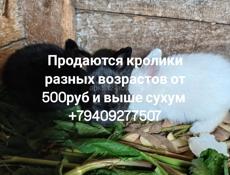 Кролики 