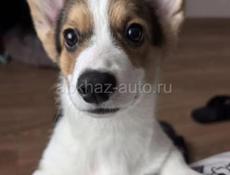 ПРОДАЮТСЯ ЩЕНКИ КОРГИ 