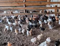 Продаются цыплята р. Очамчира с. Илор все по телефону