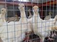 Продаются индюшки р. Очамчира с. Илор все по телефону