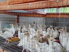 Продаются индюшки р. Очамчира с. Илор все по телефону