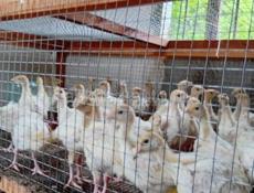 Продаются индюшки р. Очамчира с. Илор все по телефону