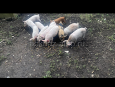 Им полтора месяца 