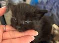 Отдадим котенка