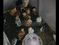 Продам цыплят и поросят 