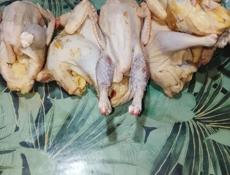 Продаётся цыплята и чище не кури