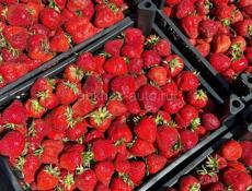 СРОЧНО Продам клубнику 500 руб 5 кг 