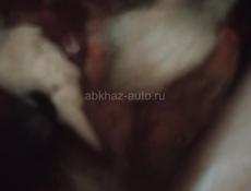 Продаются цыплята