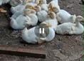 Продаются гуси утки р. Очамчира с. Илор все по телефону