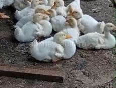 Продаются гуси утки р. Очамчира с. Илор все по телефону
