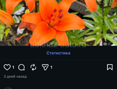 Цветы в кашпо 