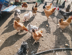 Продаются куры домашние чищеные и живые 