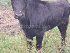 Продам 2 телята девочки