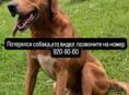 Пропала собака 