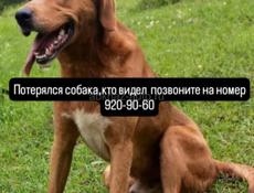 Пропала собака 