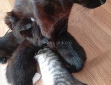 Дарю котят.